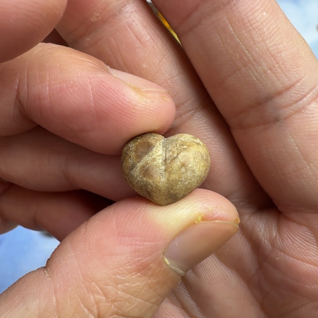 w***n琥珀未镶嵌珠宝奇石