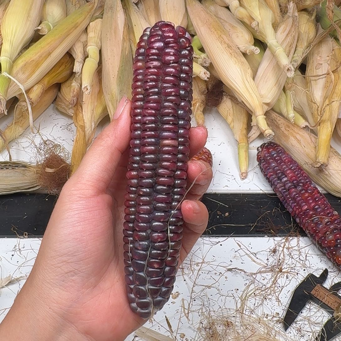 你***字大叶紫檀（黑酸枝木类）