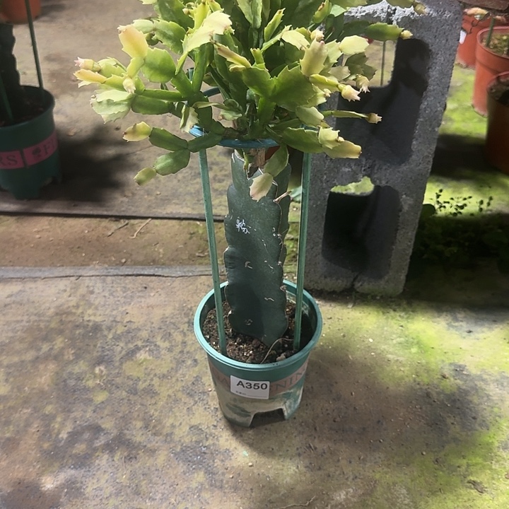 c***大部分开放少量花苞350嫁接玫瑰