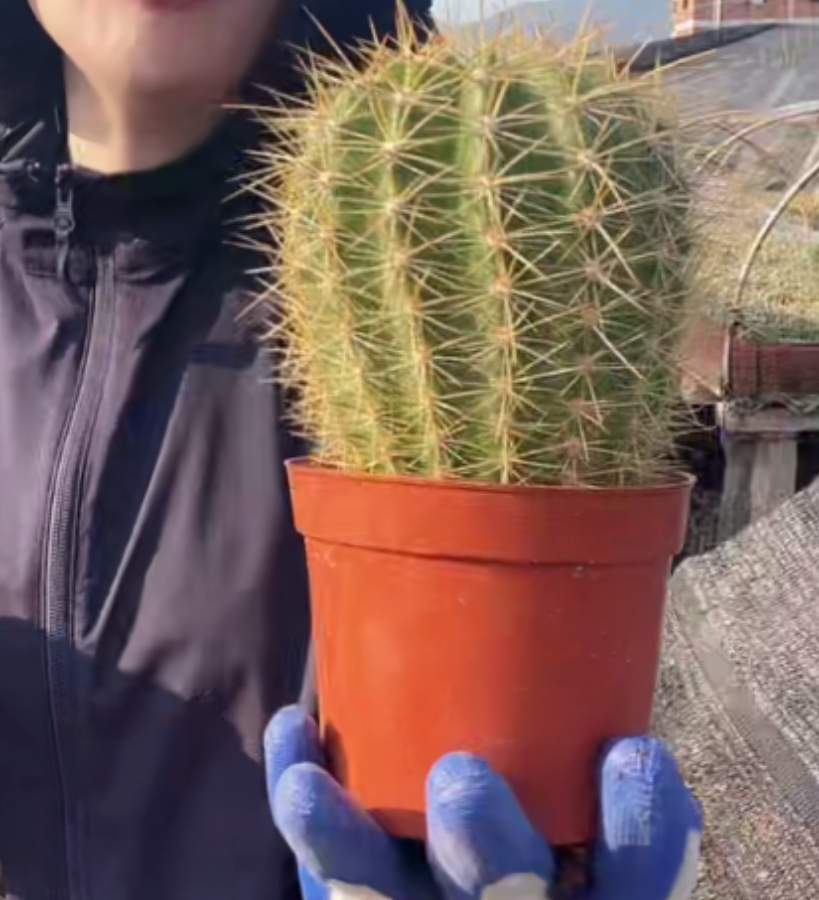 二妹园艺【 牛牛 落地自根】满18包邮仙人球默认脱土发货