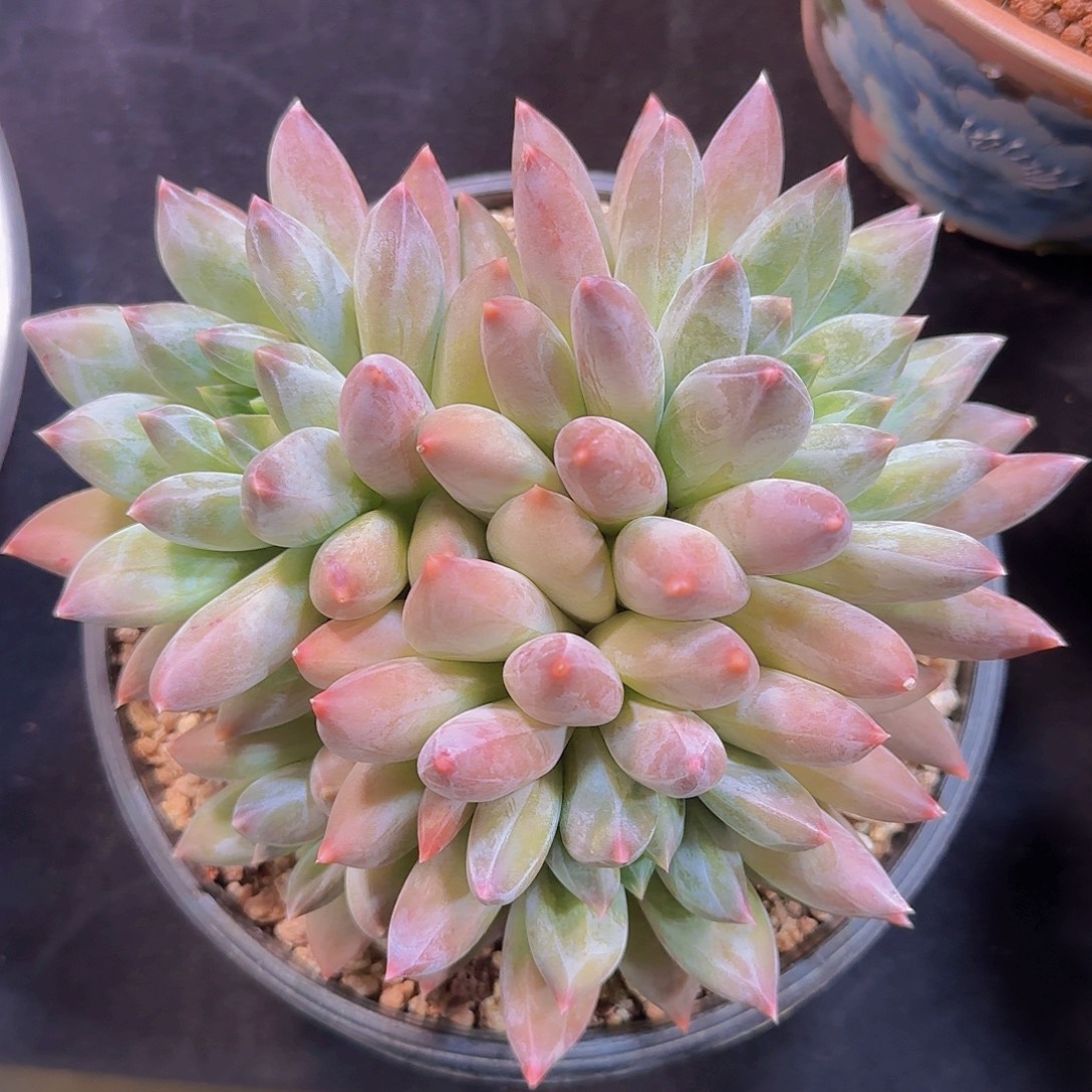 重楼多肉一物一拍