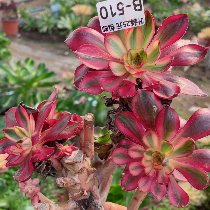 510烈焰有砍多肉1，12345678