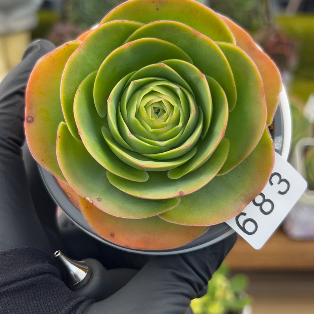 683禧桃优选8厘米