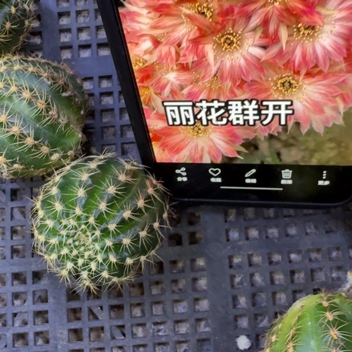 230丽花平面歪3公分左右无根侧牙，20包邮