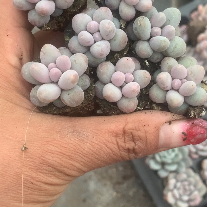 彩虹奶大10颗。 包邮。多肉