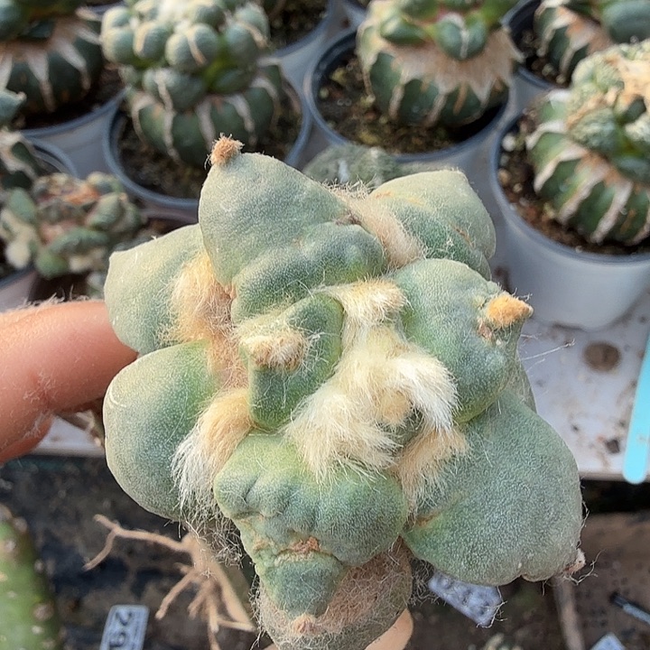 无花朵363怒涛牡丹