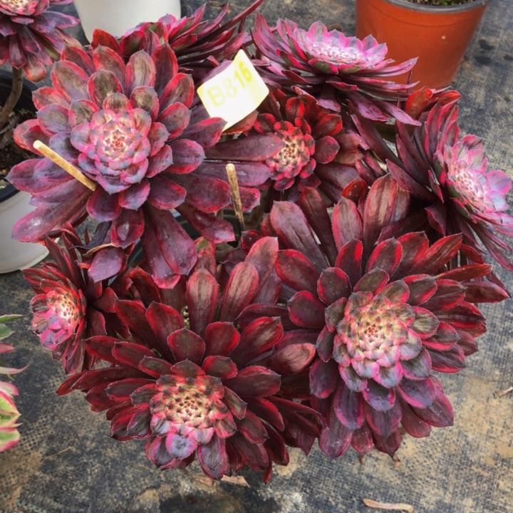 紫霞多肉8160000000000