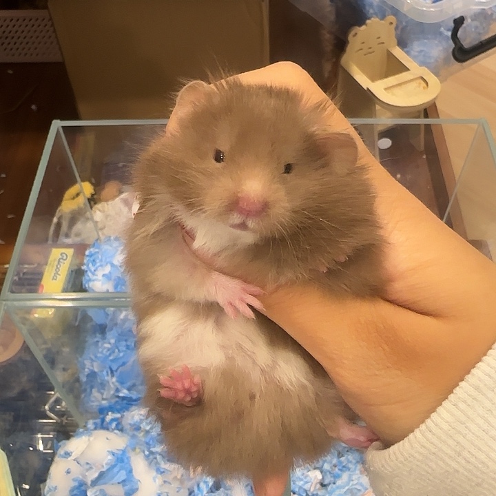 纯巧dd（携巧基因个头大9.25生日