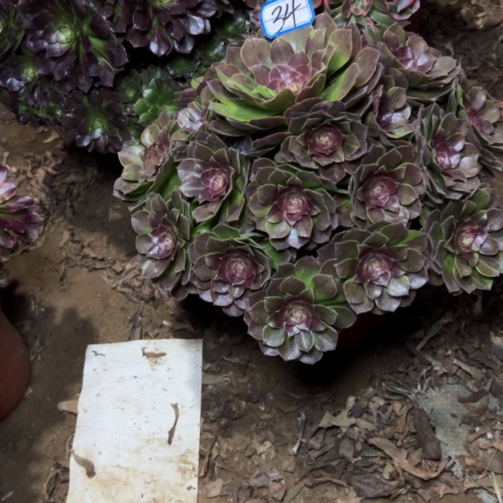 多肉植物花月夜34