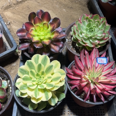 593多肉植物组合