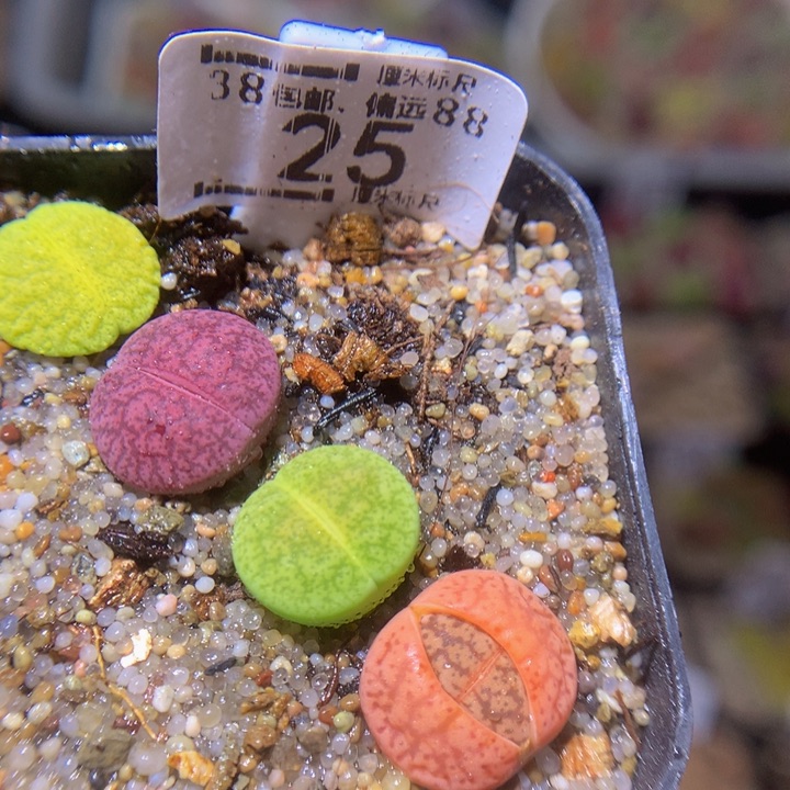 Sss精品生石花25