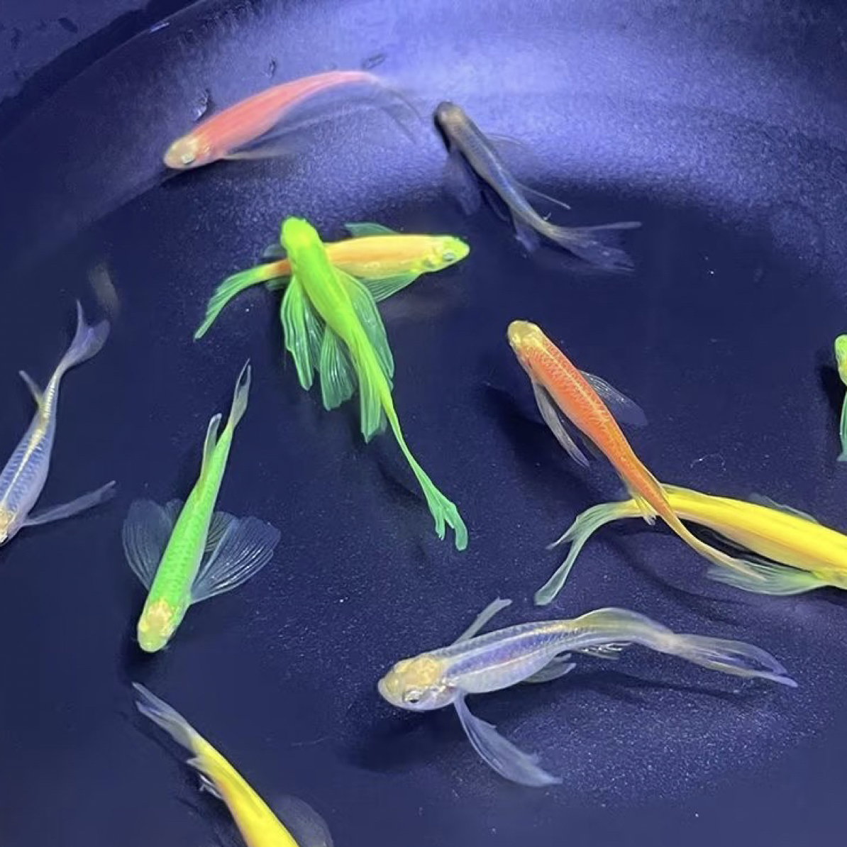 直播间现挑先选，蝶翼斑马鱼6龙凤，1翡翠备损
