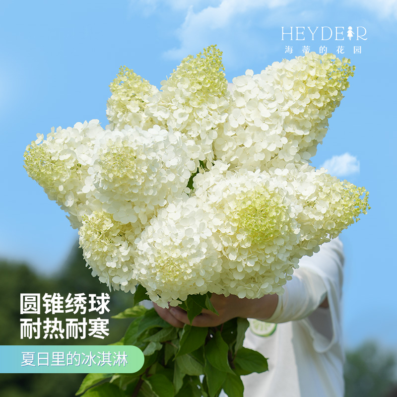海蒂的花园圆锥绣球小苗多品石灰灯夏日美人花卉耐寒植物盆栽苗