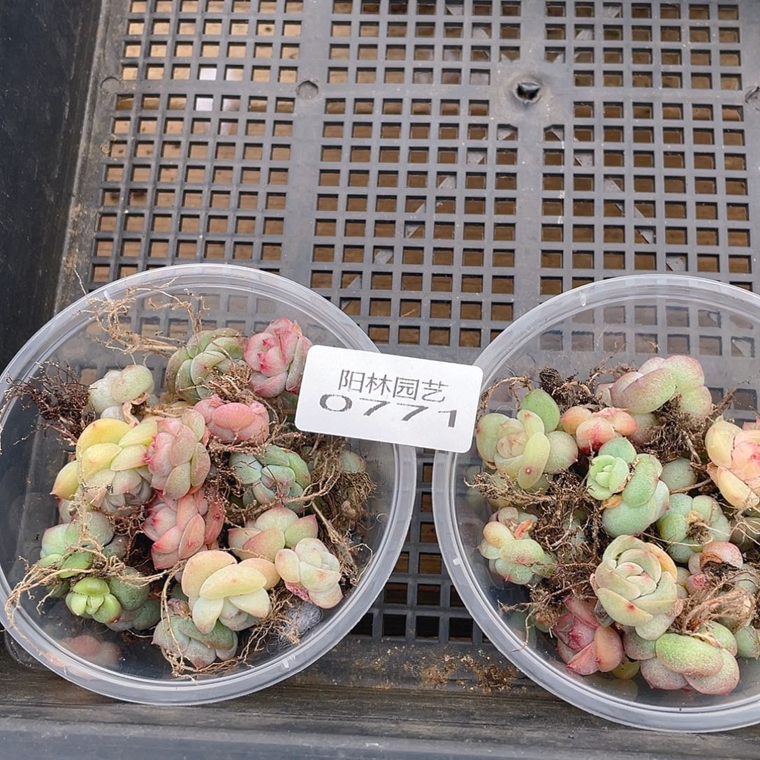 金***金多肉植物多肉植物771