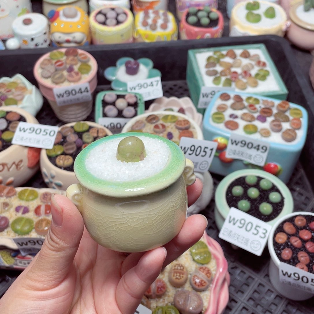 w9056 零下地区拍保温箱 -15支持寄养