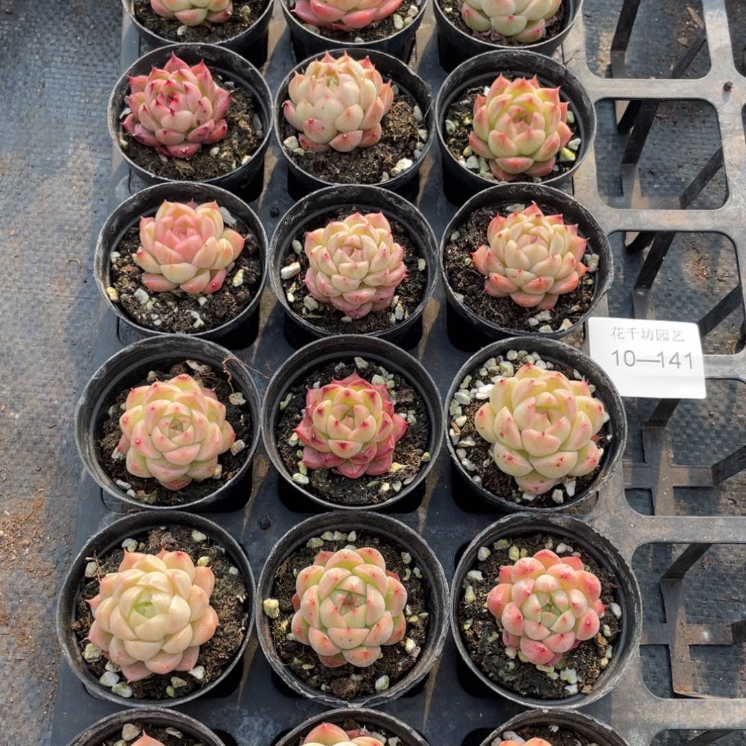 一物一拍18颗10-141