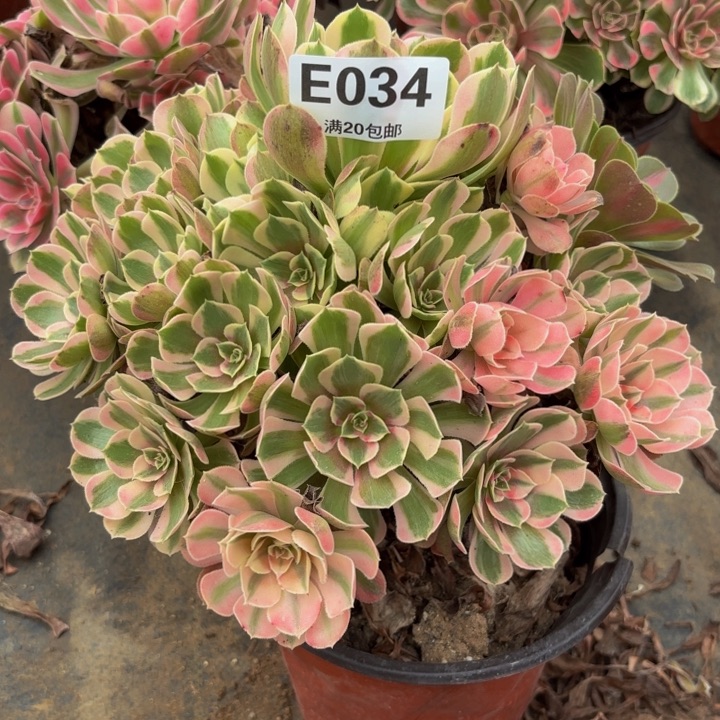 瑞妈多肉园艺034妖月