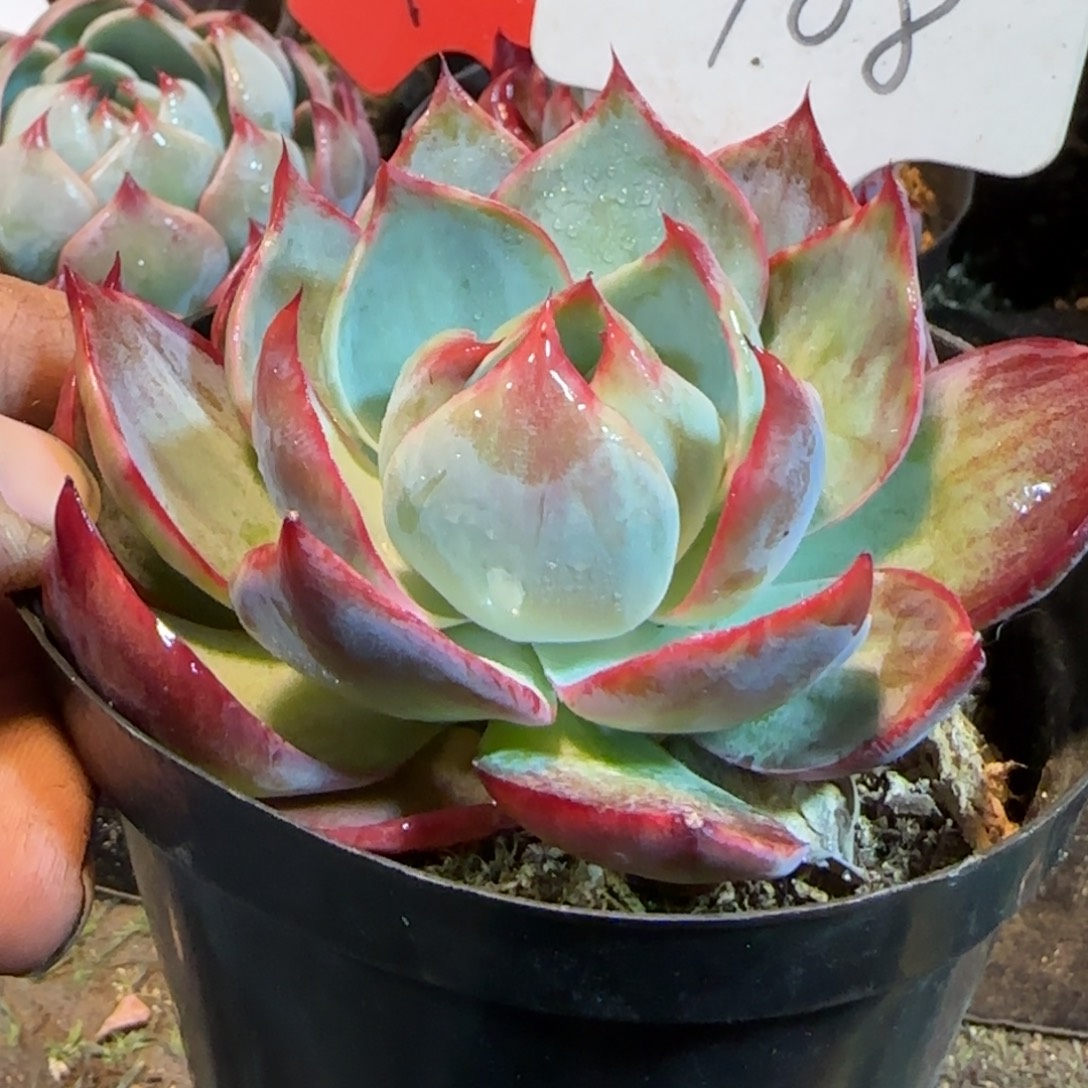 花脸拉丝惊鸿一物一拍包装收缩花旱108