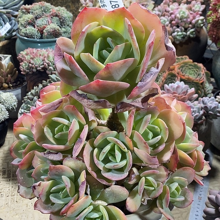 ~***g小七夕多肉血凤87