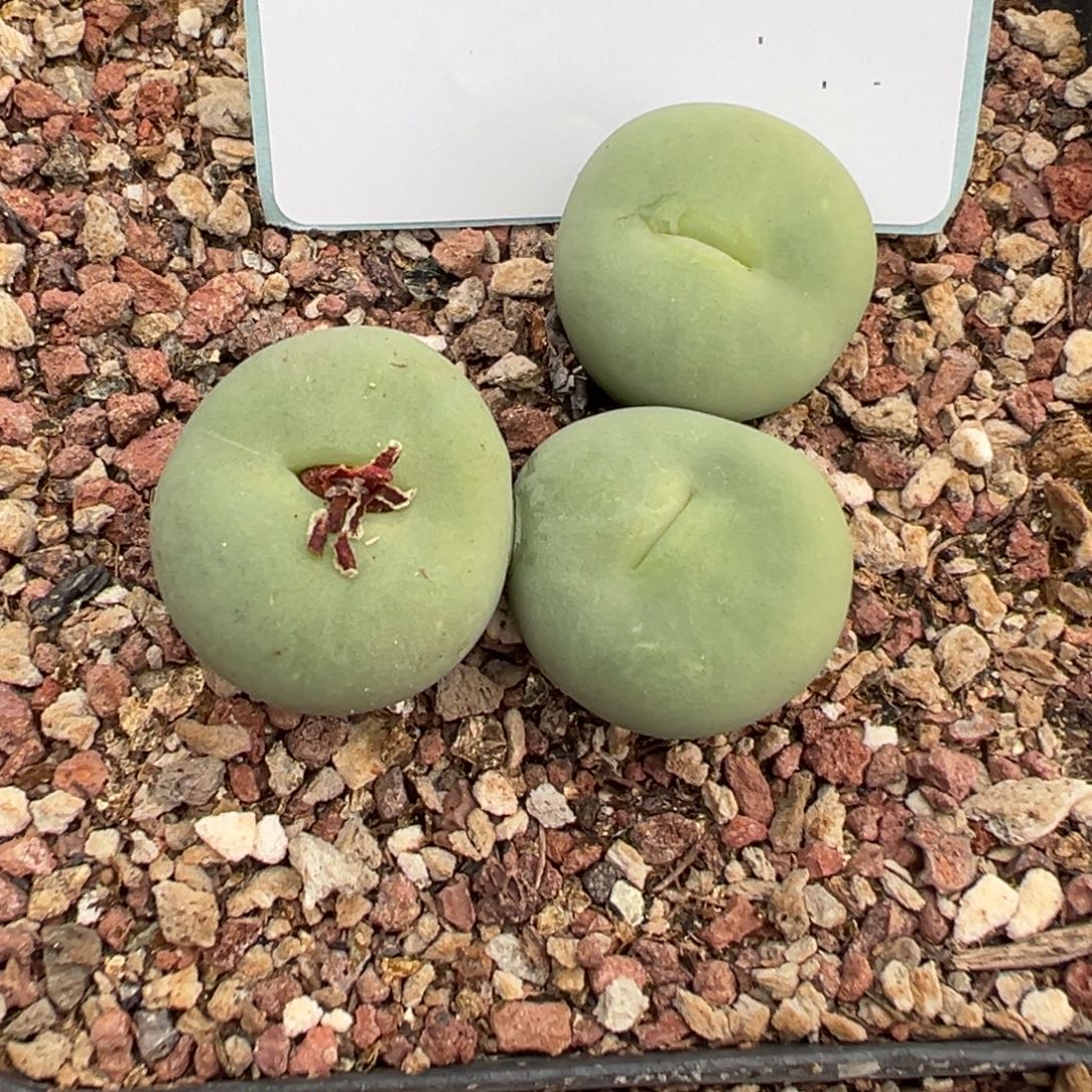 佛***怀29-213肉锥多肉植物