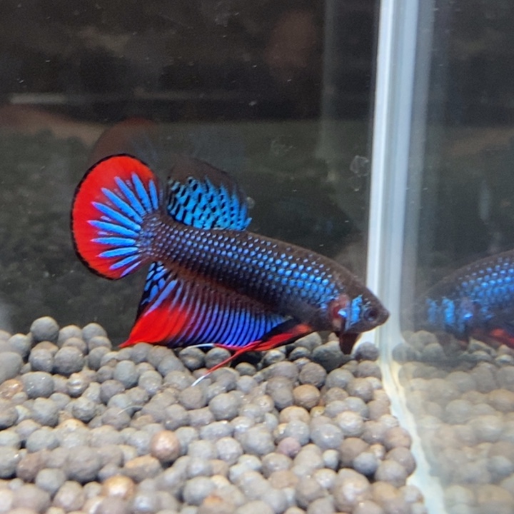 斗鱼泰国斗鱼213号