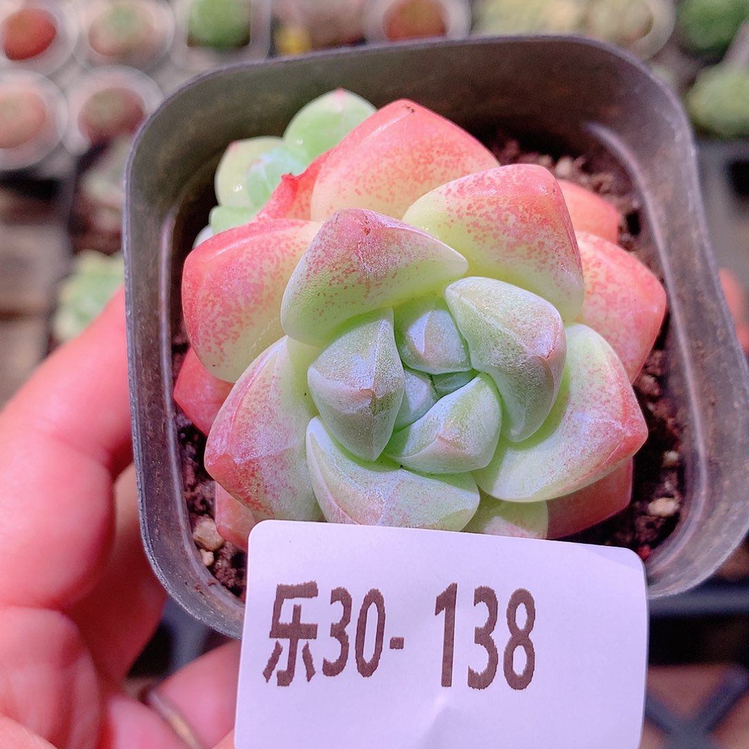 乐然30-138 冰玉双头 