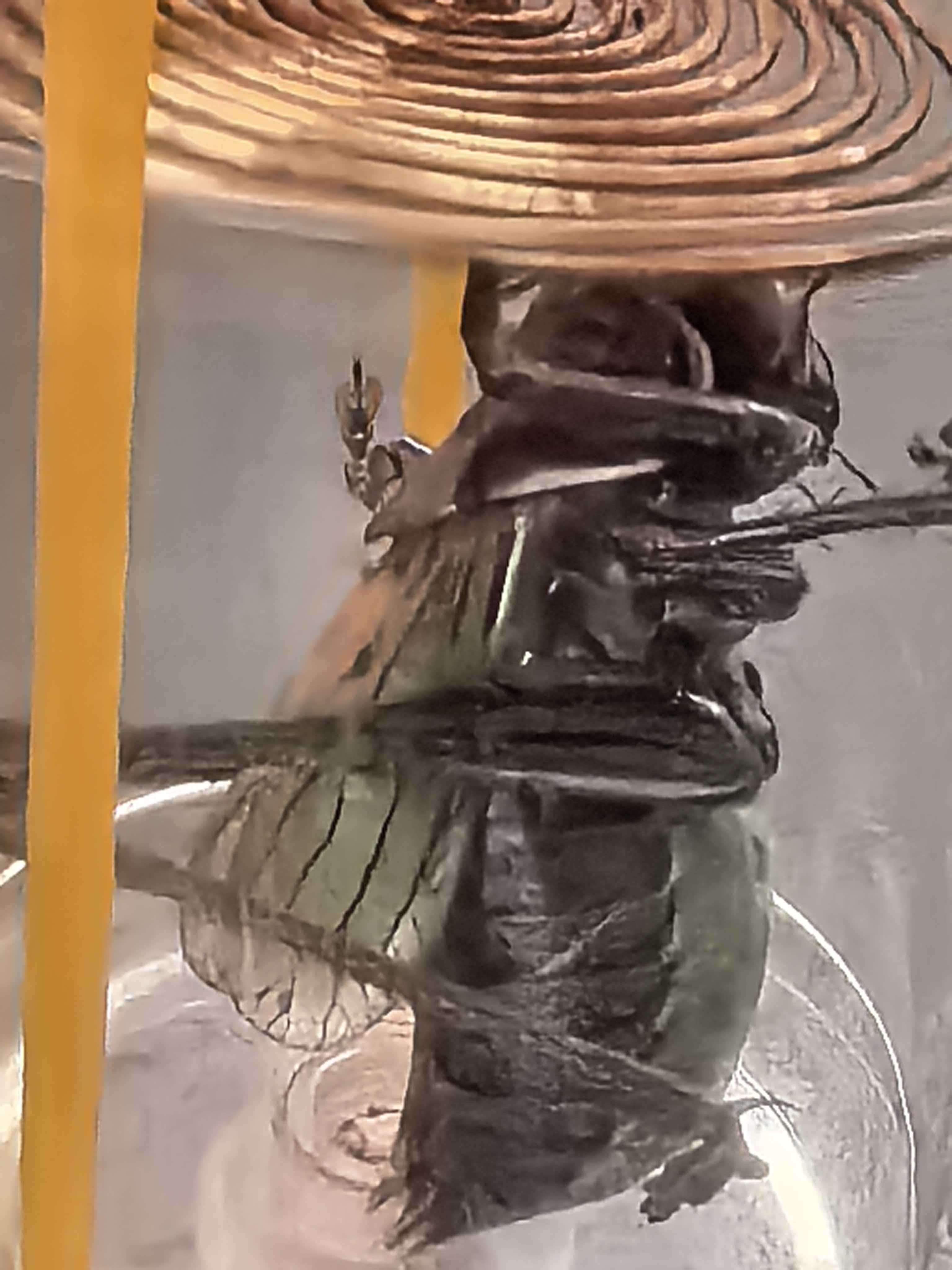 直播间里的蝈蝈 宽膀蝈蝈