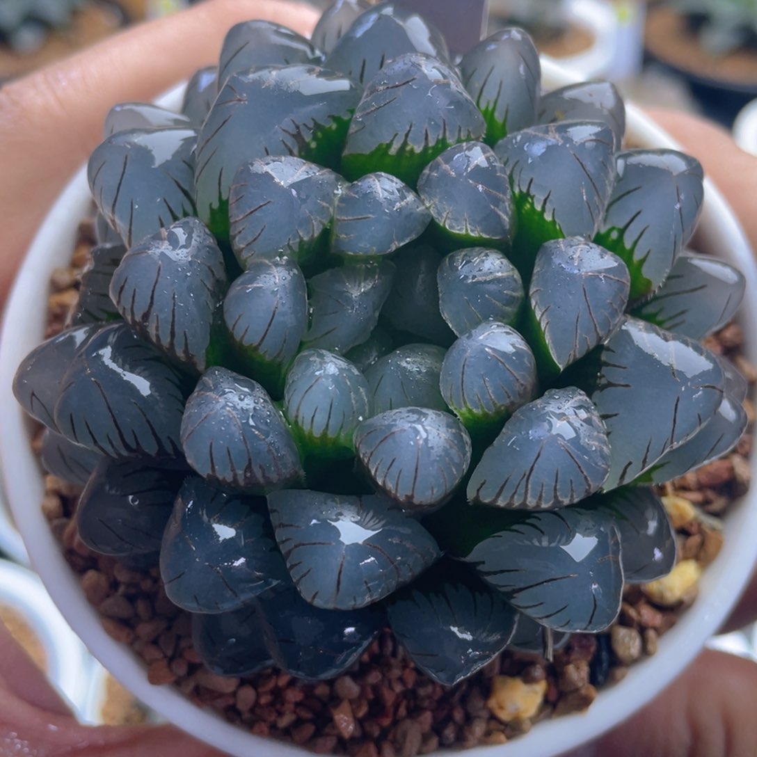 12.十二卷多肉潘灯玉露。    