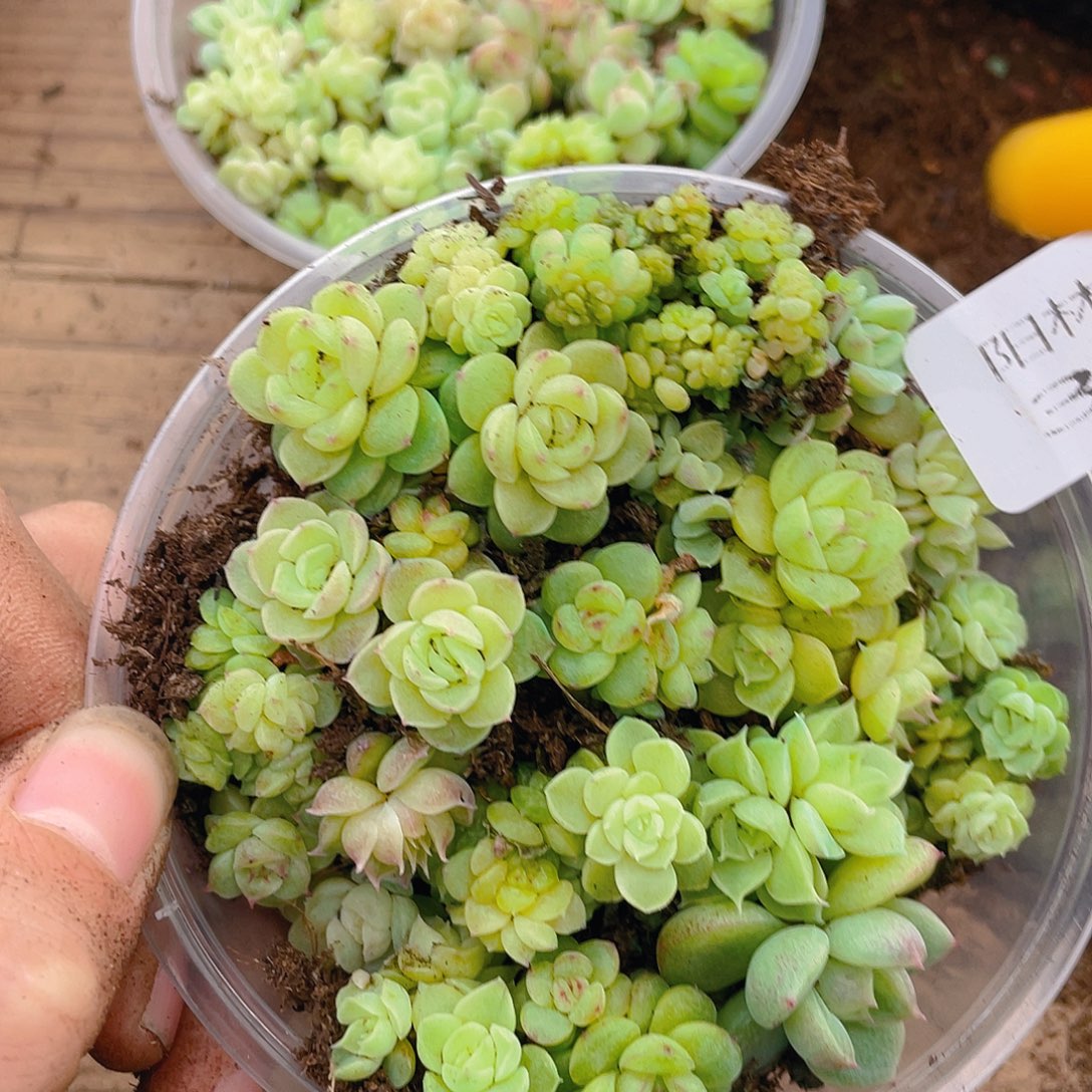 多肉植物多肉植物362