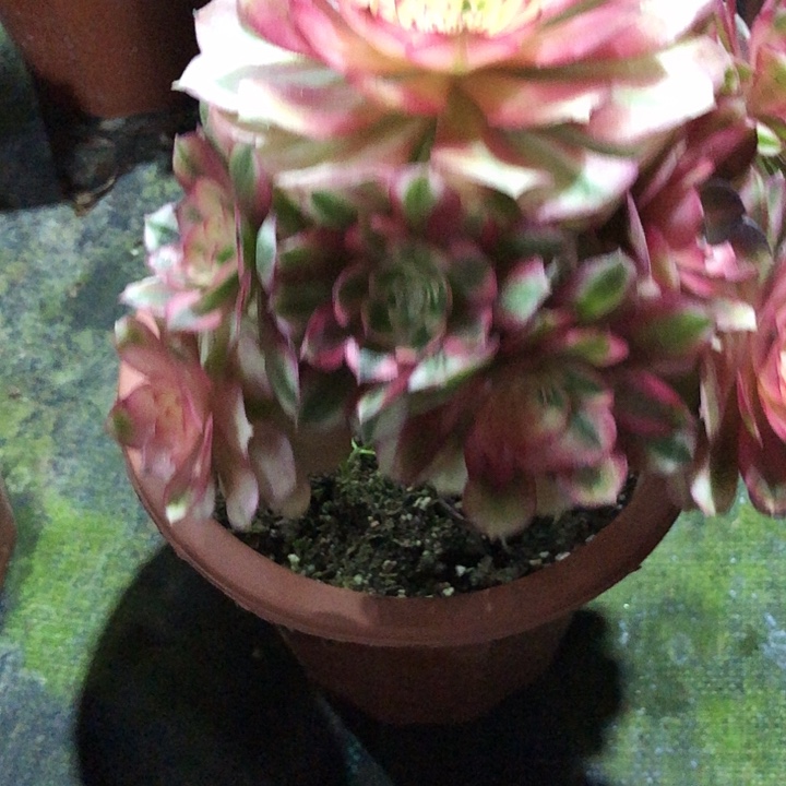意***意荔枝多肉85400000000000