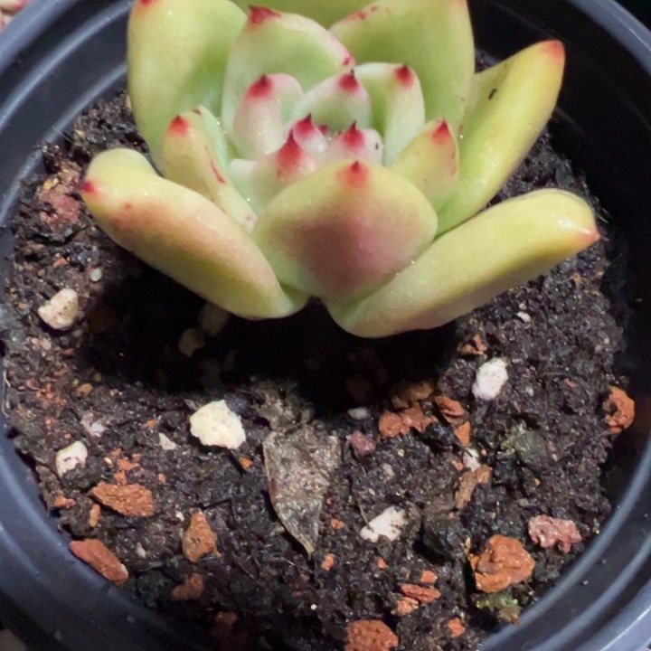 舞***依多肉植物锦多肉植物45