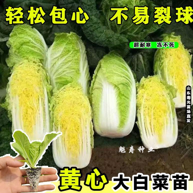 早熟黄心大白菜苗秧山东耐寒大白菜种籽苗秋冬季娃娃菜苗带土高产