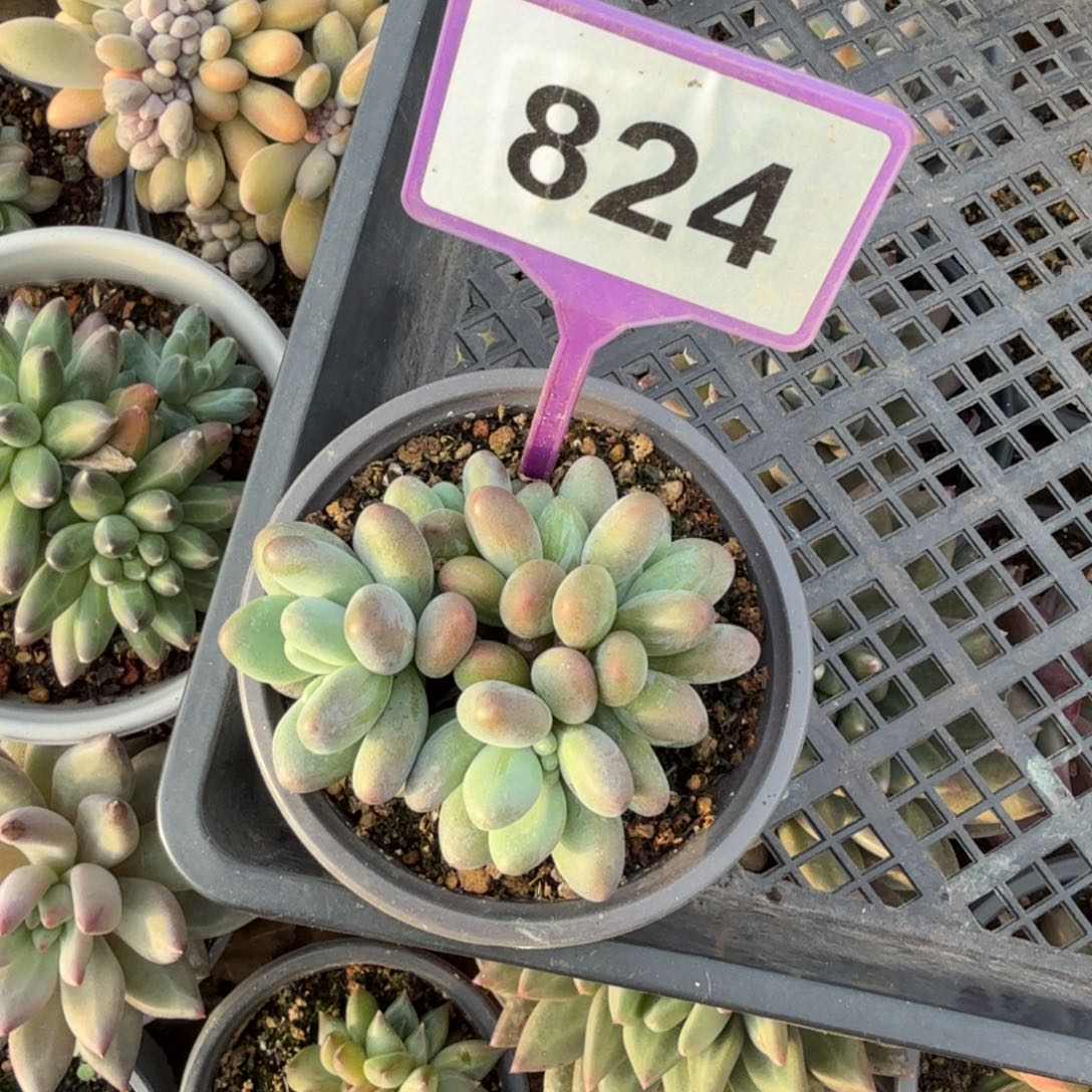 多肉植物弗莱布824