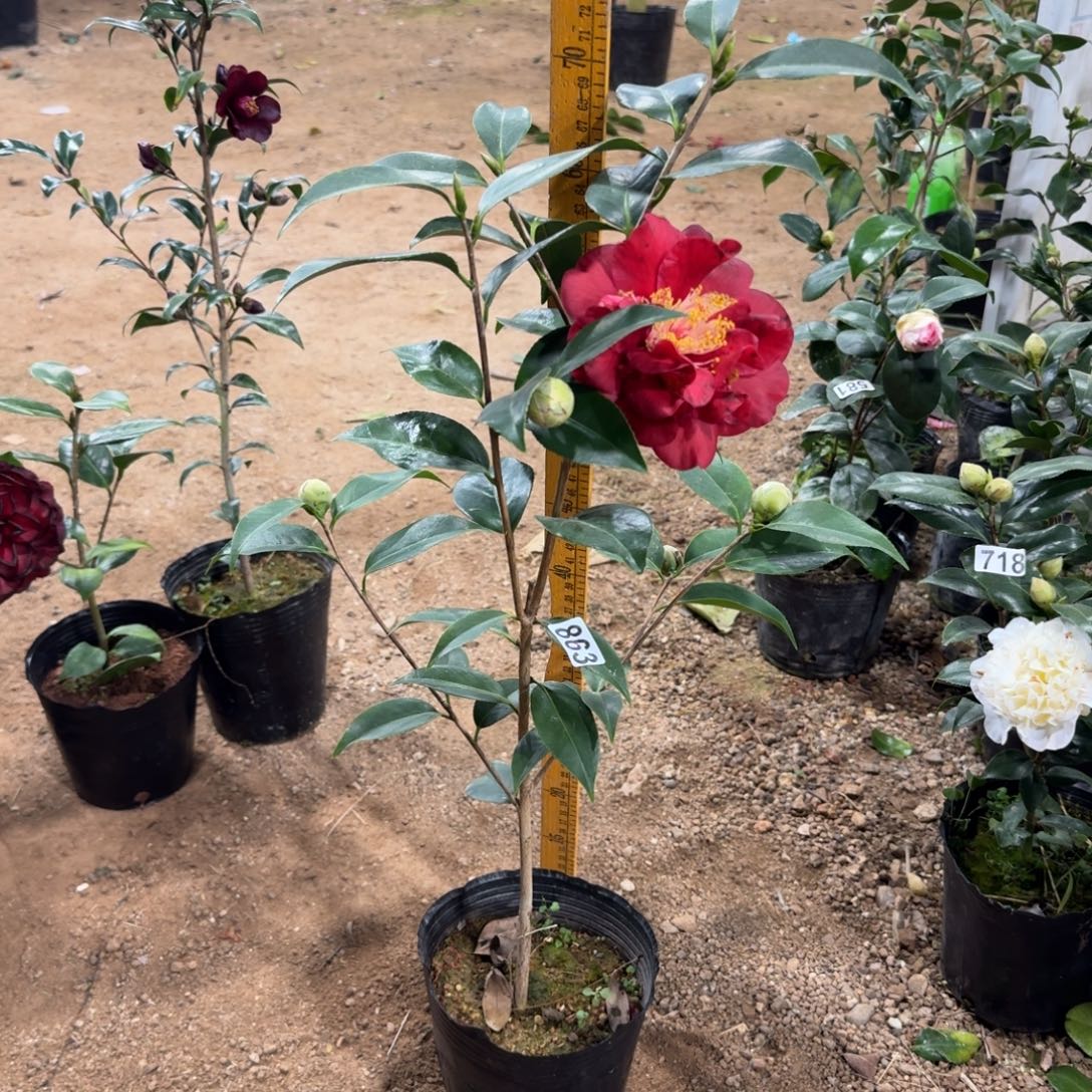 少量花朵（建议范围：2朵-5朵 或40%以下）863圣诞帽