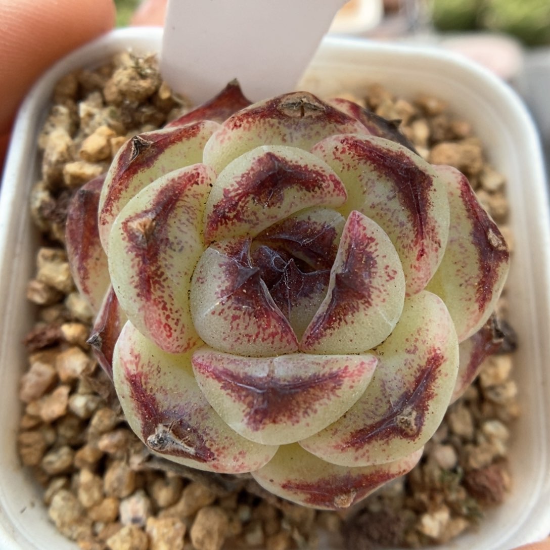 雪山可拍367号。      