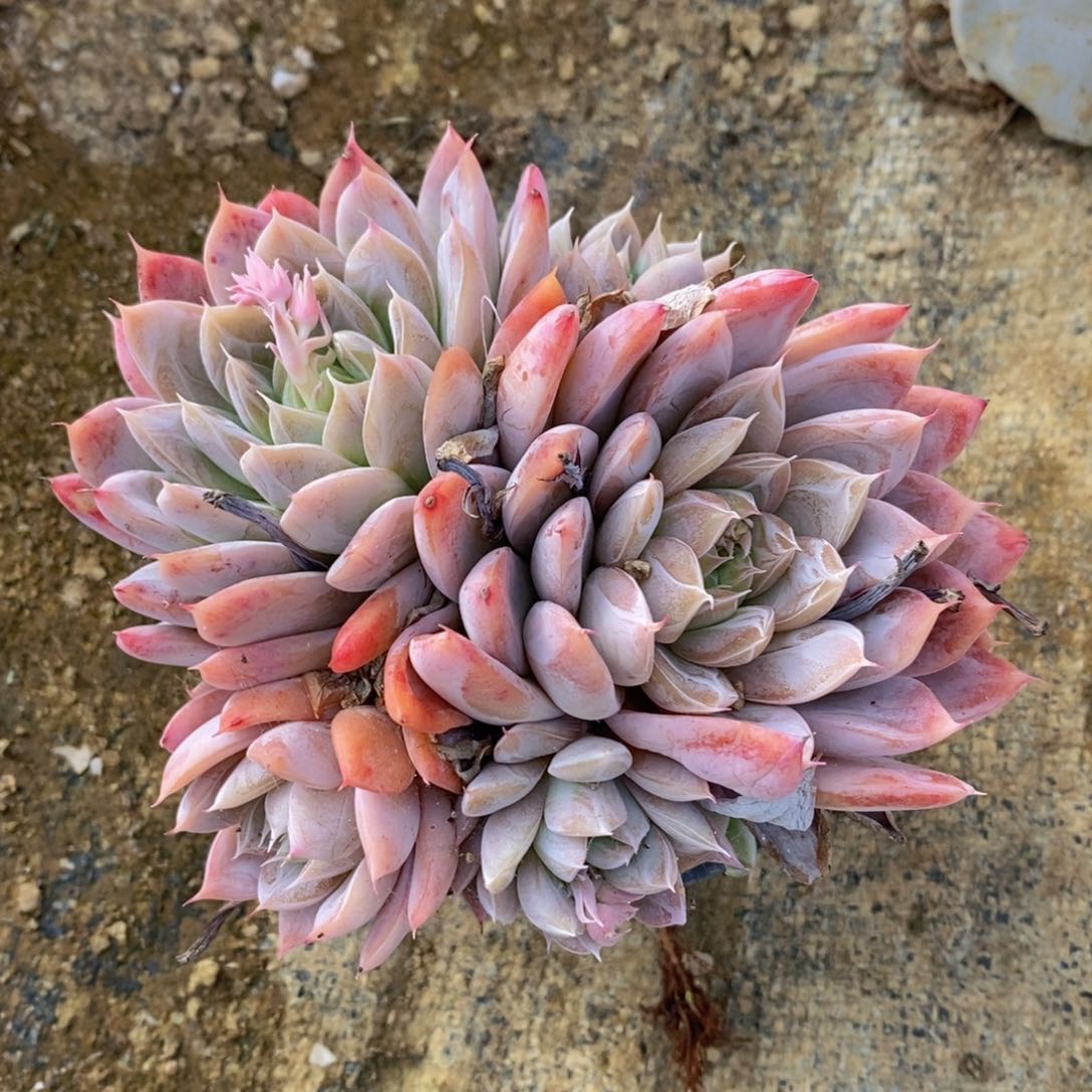 可问主播品种，下滑链接更多品种多肉选择