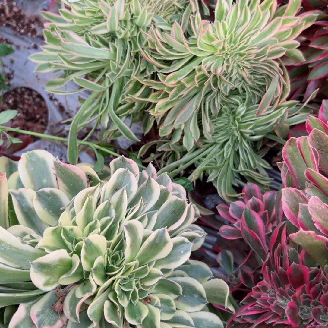 我7308 号多肉法师新年特价疤痕。