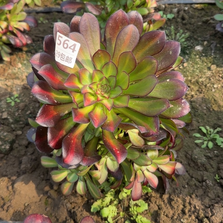 晚霞……多肉植物……