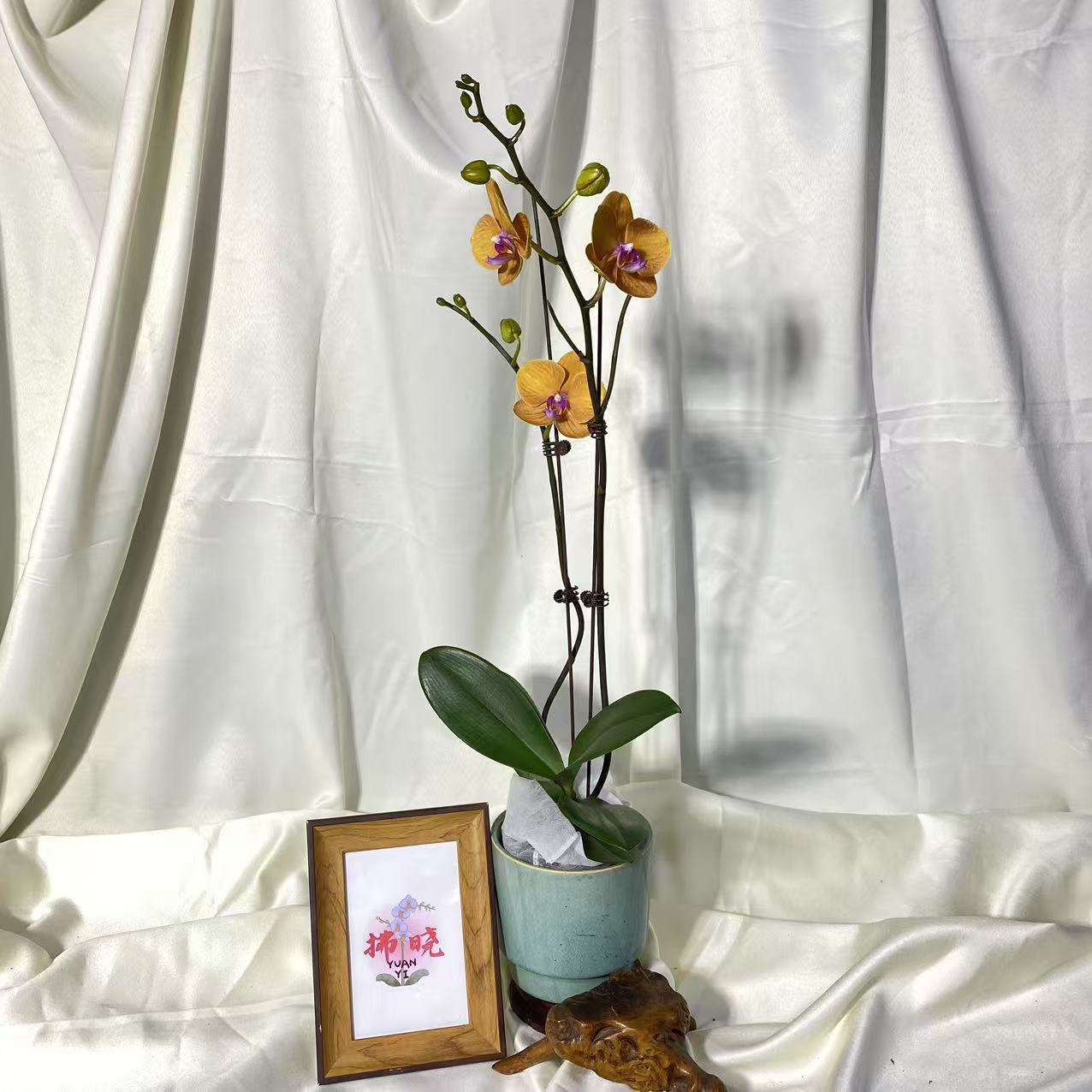 拂晓蝴蝶兰（双剑博洛尼亚带花带花苞）开花珠发货