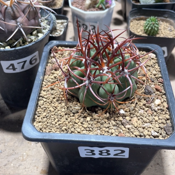 382实生狂刺火焰龙