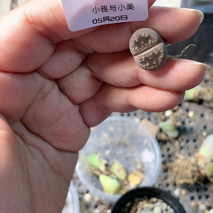 B268多肉植物保护研究所