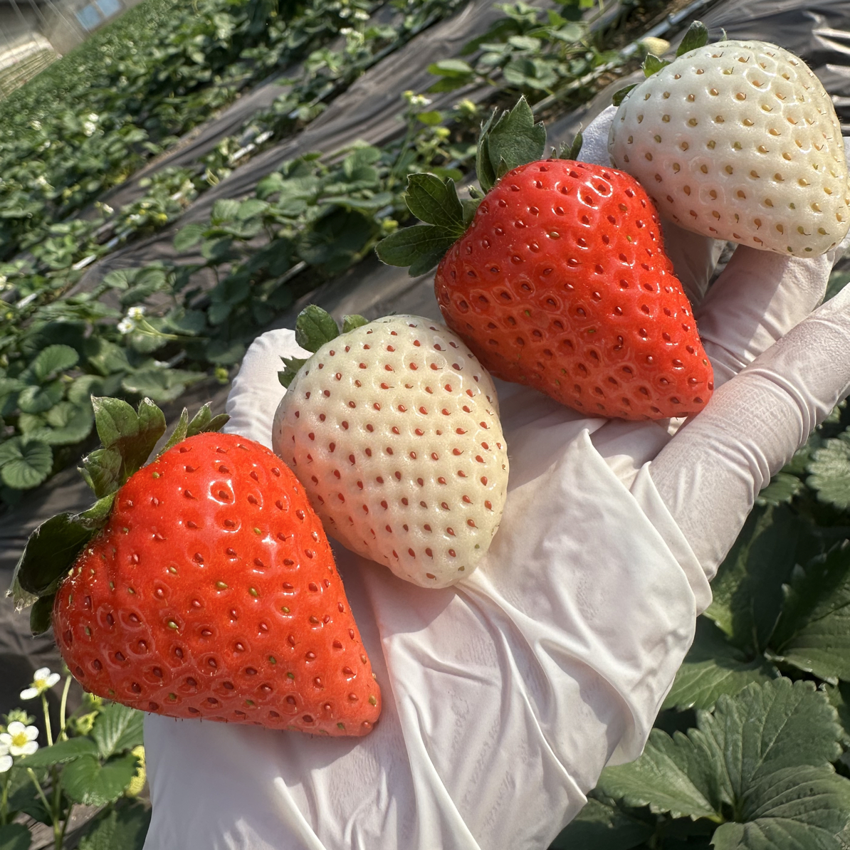 【红白黑三拼】白草莓黑草莓红颜99奶油甜口新鲜孕妇水果顺丰包邮