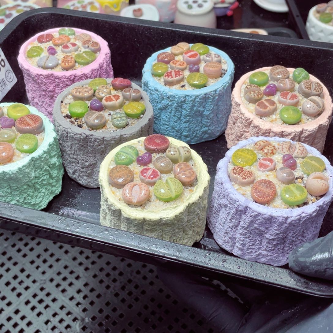 w66666-树桩速干，一份一盆量拍