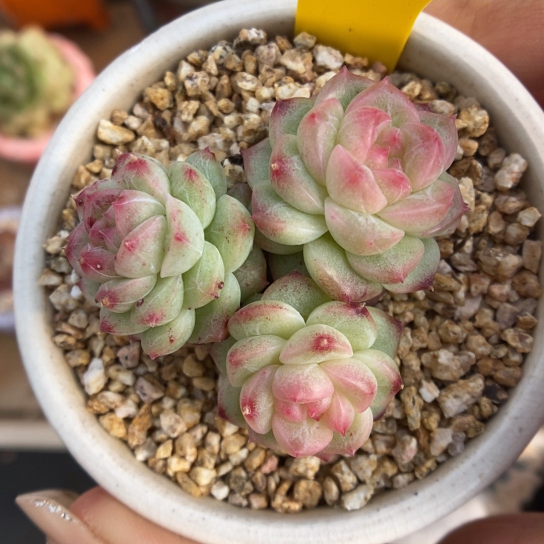 橘***糖珍妮940号。          