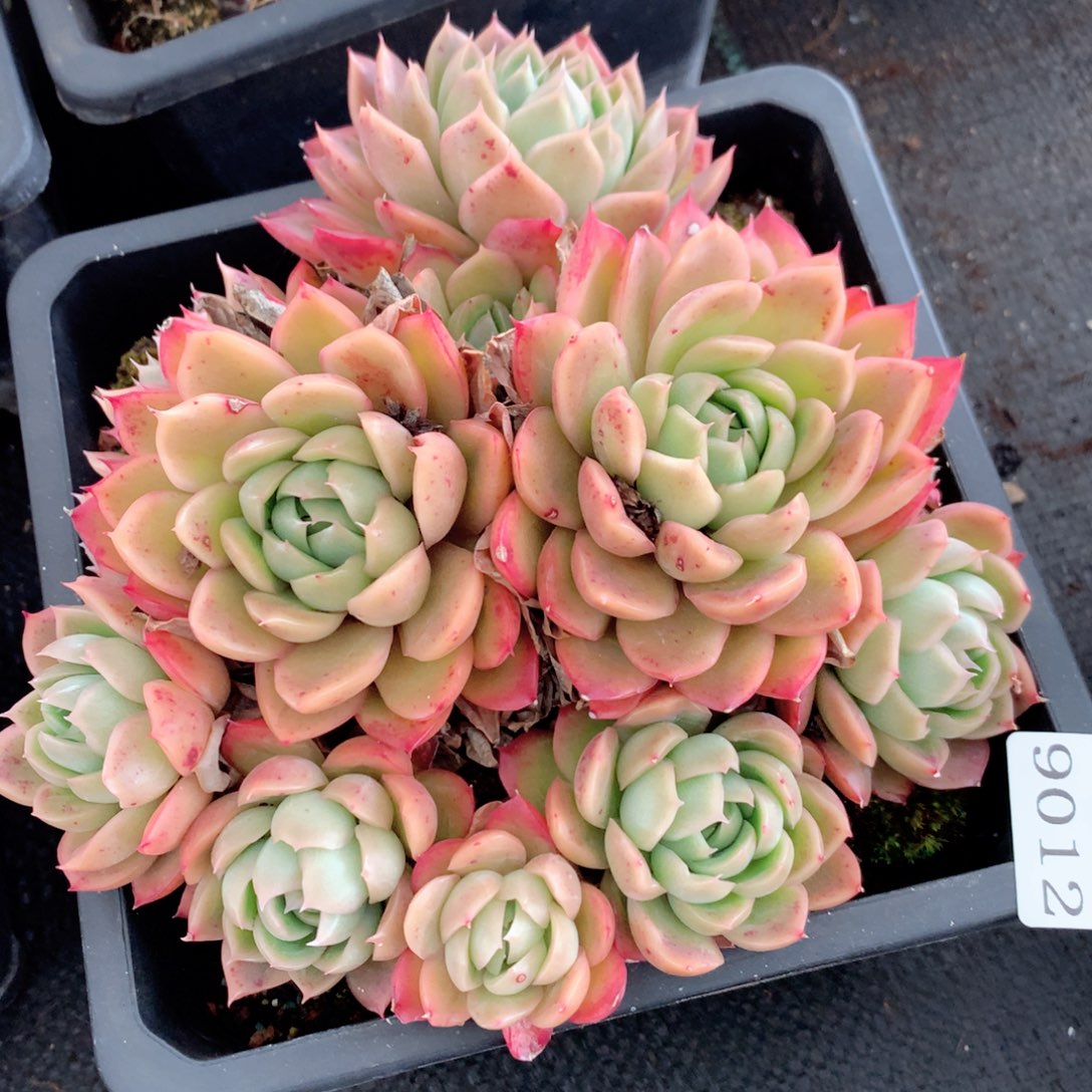 9012杂交多肉植物基地