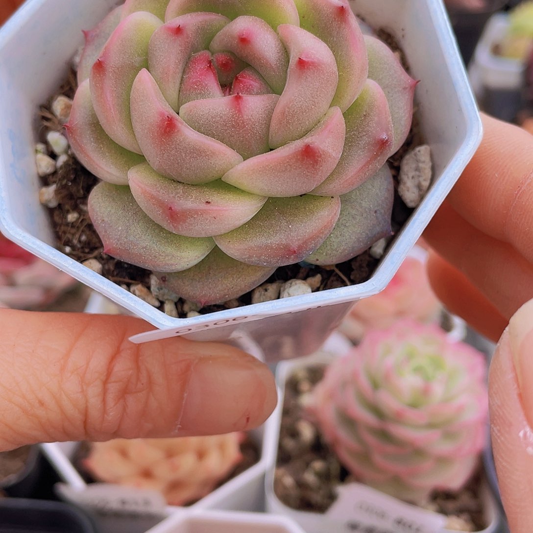 0000000000000829量拍