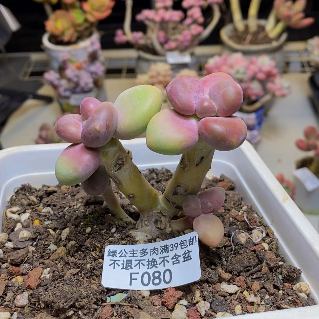 080芒果奶kk奶多肉6c m