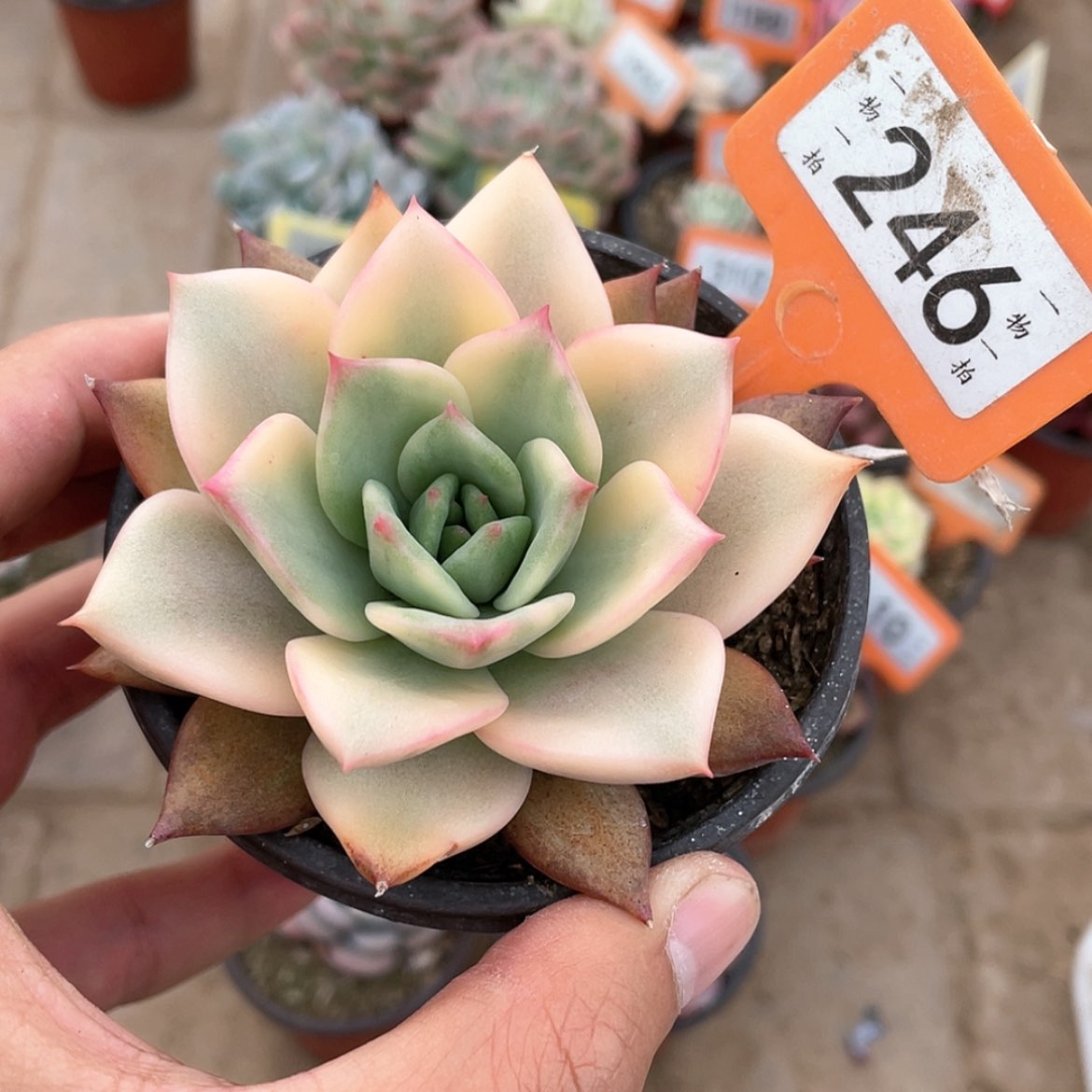 【闪购商品】246号
