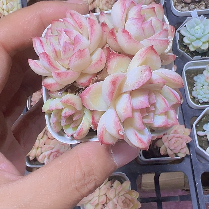 粉色女王精品多肉植物大战