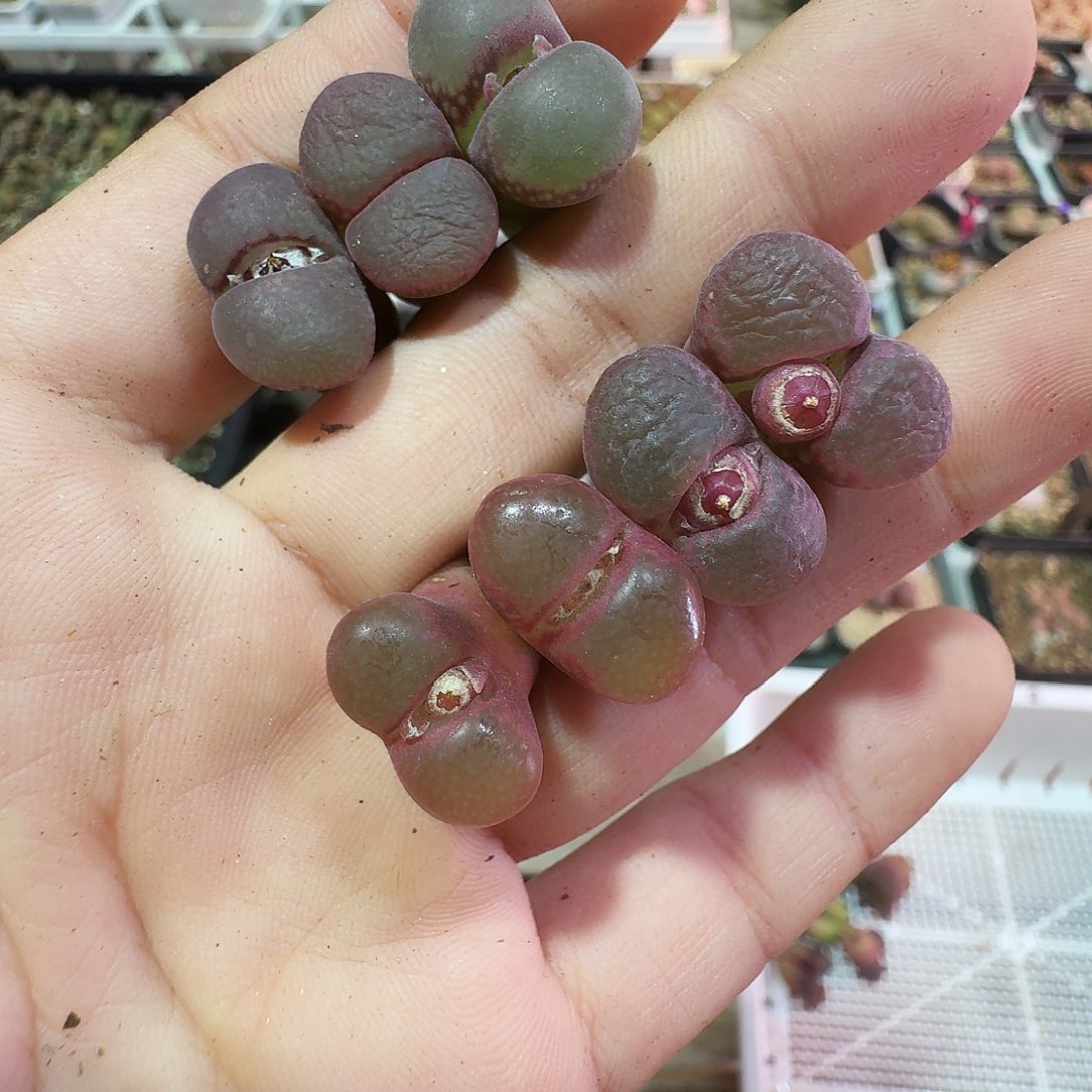 宁***滥多肉植物福利风铃371